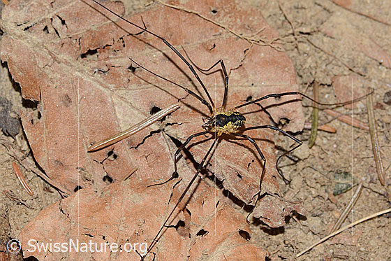 Photo: Mitopus morio. View from the side above.