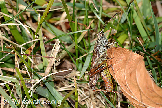 Foto: Wahrscheinlich Nachtigall-Grashüpfer (Chorthippus biguttulus). Länge 13 - 21mm. Ansicht von seitlich hinten.