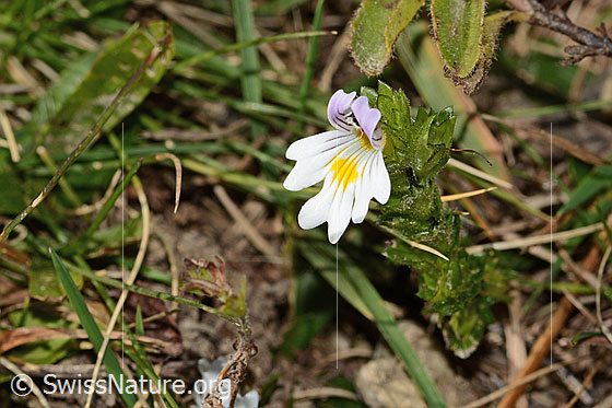 Foto: Gebräuchlicher Augentrost (Euphrasia rostkoviana). Blüte. Ansicht von seitlich vorne.