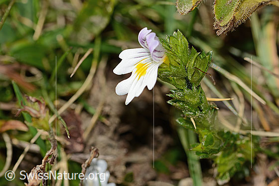 Foto: Gebräuchlicher Augentrost (Euphrasia rostkoviana). Ganze Pflanze (Habitus). Höhe = 4cm.