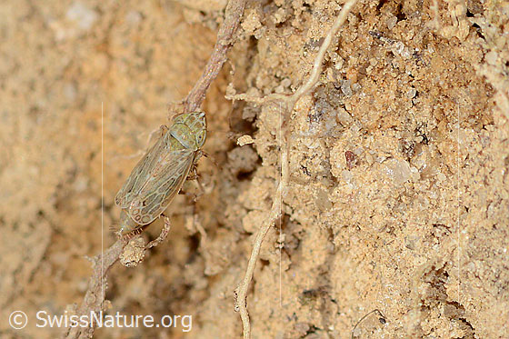 Foto: Wahrscheinlich Bunte Graszirpe (Errastunus ocellaris). Länge 4mm. Ansicht von oben.