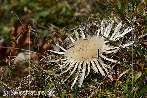 Foto: Silberdistel (Carlina acaulis ssp. caulescens). Blüte.