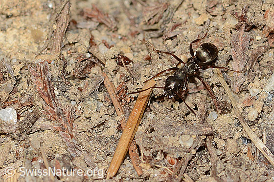 Foto: Wahrscheinlich Grauschwarze Sklavenameise (Formica fusca). Länge 6mm. Ansicht von schräg vorne oben.