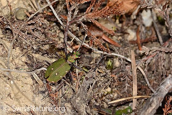 Foto: Feld-Sandlaufkäfer (Cicindela campestris). Länge 10.5 - 14.5mm. Ansicht von seitlich oben.