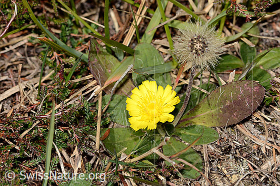 Foto: Wahrscheinlich Langhaariges Habichtskraut (Hieracium pilosella). Ganze Pflanze (Habitus).