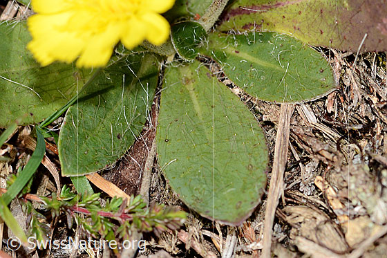 Foto: Wahrscheinlich Langhaariges Habichtskraut (Hieracium pilosella). Blattoberseite.