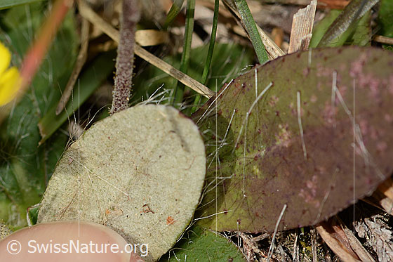 Foto: Wahrscheinlich Langhaariges Habichtskraut (Hieracium pilosella). Blattunterseite.