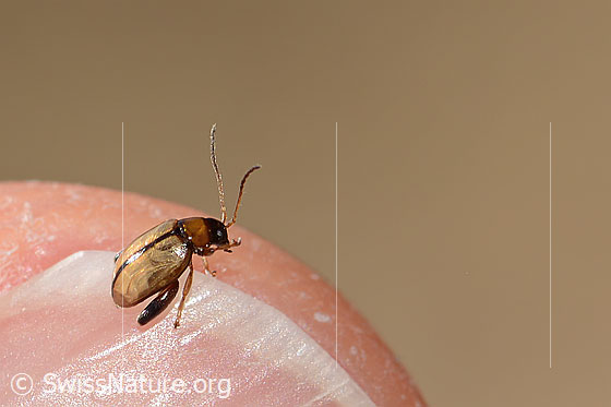 Schwarzköpfiger Wegerich-Erdfloh (Longitarsus melanocephalus)