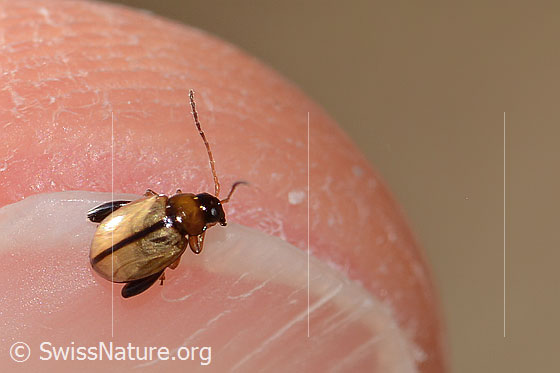 Photo: Probably Longitarsus melanocephalus. Length 3mm. View from above.