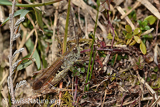 Foto: Wahrscheinlich Nachtigall-Grashüpfer (Chorthippus biguttulus). Länge 14mm. Ansicht von seitlich vorne.