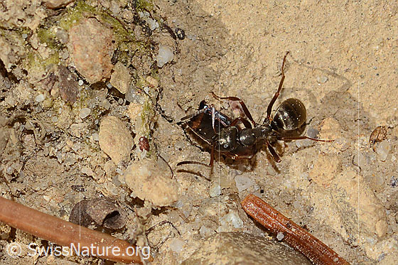 Photo: Probably Formica fusca. Length 6mm. The ant is transporting part of an insect