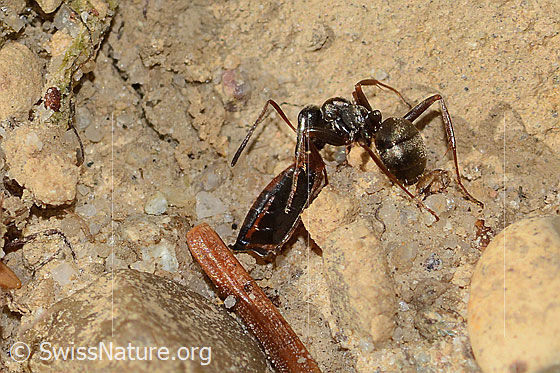 Photo: Probably Formica fusca. Length 6mm. The ant is transporting part of an insect