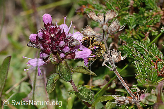 Foto: Rotbeinige Furchenbiene (Halictus rubicundus) an Arznei-Thymian (Thymus pulegioides). Länge 10mm. Weibchen. Ansicht von vorne.