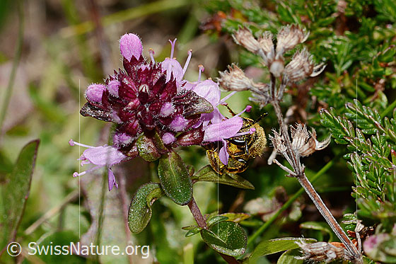 Foto: Rotbeinige Furchenbiene (Halictus rubicundus) an Arznei-Thymian (Thymus pulegioides). Länge 10mm. Weibchen. Ansicht von seitlich vorne.