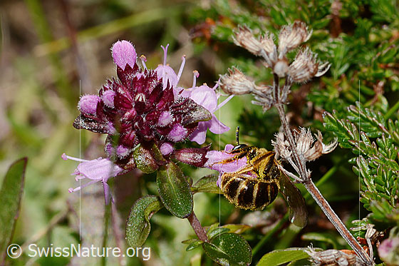 Photo: Halictus rubicundus on Thymus pulegioides. Length 10mm. Female. View from side back.