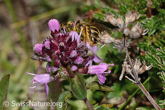 Foto: Rotbeinige Furchenbiene (Halictus rubicundus) an Arznei-Thymian (Thymus pulegioides). Länge 10mm. Weibchen. Ansicht von seitlich hinten.
