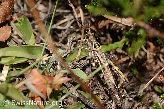 Foto: Nachtigall-Grashüpfer (Chorthippus biguttulus). Länge 21mm. Weibchen. Ansicht von oben.
