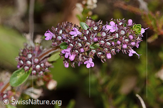 Foto: Arznei-Thymian (Thymus pulegioides). Blüten.