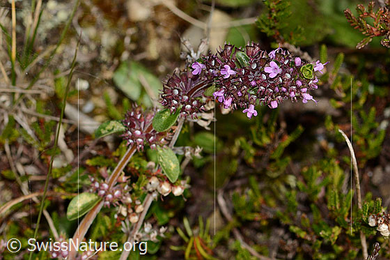 Foto: Arznei-Thymian (Thymus pulegioides). Ganze Pflanze (Habitus).