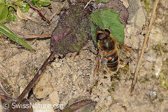 Photo: Eristalis tenax. Length 14 - 16mm. Male. View from diagonally above.