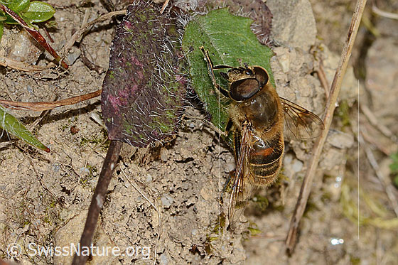Photo: Eristalis tenax. Length 14 - 16mm. Male. View from side front.