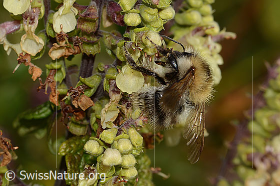 Photo: Bombus pascuorum on Teucrium scorodonia. Length 10mm. View from the side.