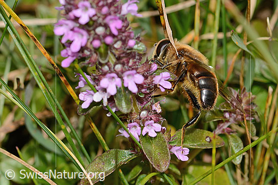 Foto: Garten-Keilfleckschwebfliege (Eristalis horticola) an Arznei-Thymian (Thymus pulegioides). Länge 11 - 15mm. Männchen. Ansicht von der Seite.