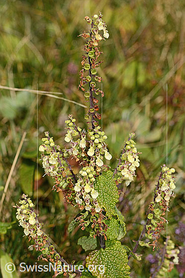 Photo: Teucrium scorodonia. Whole plant (habiti).