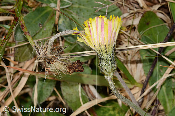 Foto: Langhaariges Habichtskraut (Hieracium pilosella). Blüte, Kelch und Stängel. Ansicht von der Seite.