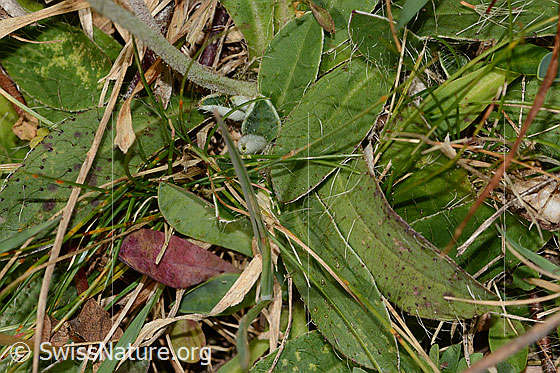 Foto: Langhaariges Habichtskraut (Hieracium pilosella). Blätter und Stängel. Ansicht von oben.