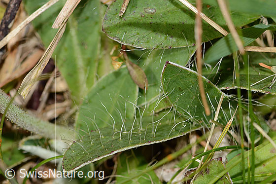 Foto: Langhaariges Habichtskraut (Hieracium pilosella). Blattoberseite.
