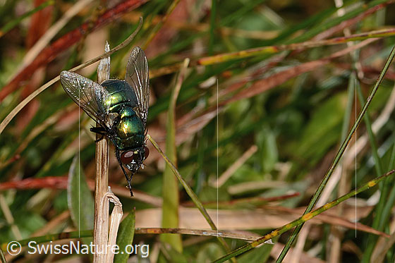 Photo: Neomyia cornicina. Length 9mm. Female. View from diagonally above.