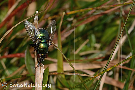Photo: Neomyia cornicina. Length 9mm. Female. View from above.