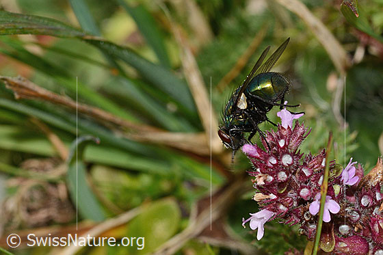 Foto: Neomyia cornicina (Fliege) auf Arznei-Thymian (Thymus pulegioides). Länge 9mm. Weibchen. Ansicht von der Seite.