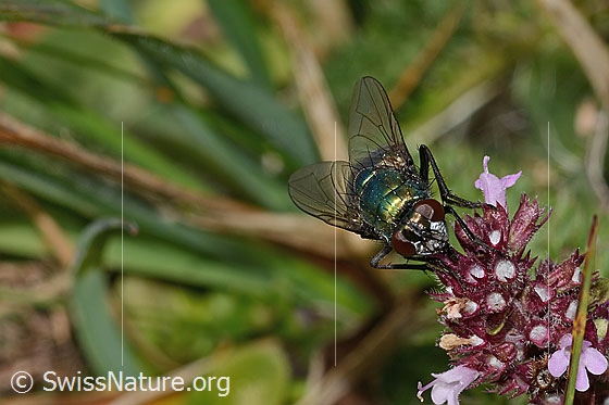 Photo: Neomyia cornicina on Thymus pulegioides. Length 9mm. Female. View from the front.