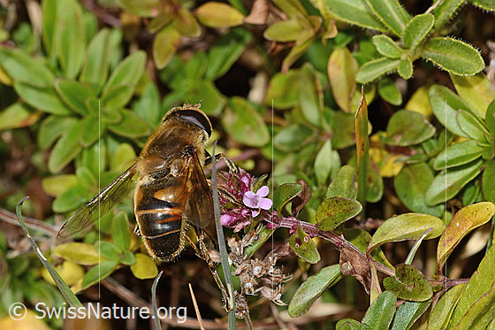 Photo: Eristalis tenax on Thymus pulegioides. Length 15mm. Male. View from top rear.

Fly
Lat.: Eristalis tenax
Family: Syrphidae
Genus: Eristalis

Flower
Lat.: Thymus pulegioides
Family: Lamiaceae
Genus: Thymus