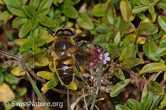 Photo: Eristalis tenax on Thymus pulegioides. Length 15mm. Male. View from above.

Fly
Lat.: Eristalis tenax
Family: Syrphidae
Genus: Eristalis

Flower
Lat.: Thymus pulegioides
Family: Lamiaceae
Genus: Thymus