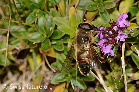 Photo: Eristalis tenax on Thymus pulegioides. Length 15mm. Male. View from the side above.

Fly
Lat.: Eristalis tenax
Family: Syrphidae
Genus: Eristalis

Flower
Lat.: Thymus pulegioides
Family: Lamiaceae
Genus: Thymus