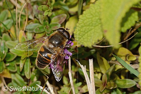 Photo: Eristalis tenax on Thymus pulegioides. Length 15mm. Male. View from above.

Fly
Lat.: Eristalis tenax
Family: Syrphidae
Genus: Eristalis

Flower
Lat.: Thymus pulegioides
Family: Lamiaceae
Genus: Thymus