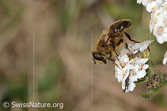 Foto: Garten-Keilfleckschwebfliege (Eristalis horticola) auf Gemeiner Schafgarbe (Achillea millefolium). Länge 15mm. Männchen. Ansicht von der Seite.