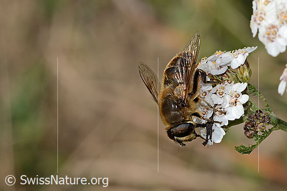 Photo: Eristalis horticola on Achillea millefolium. Length 15mm. Male. View from the side above.