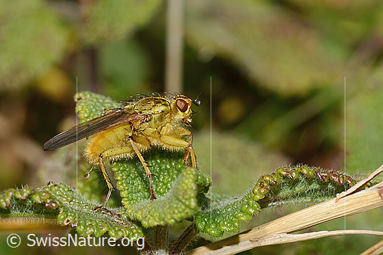 Foto: Gelbe Dungfliege (Scathophaga stercoraria). Länge 8mm. Männchen. Ansicht von der Seite.
