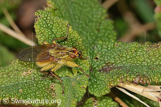 Foto: Gelbe Dungfliege (Scathophaga stercoraria). Länge 8mm. Männchen. Ansicht von seitlich oben.