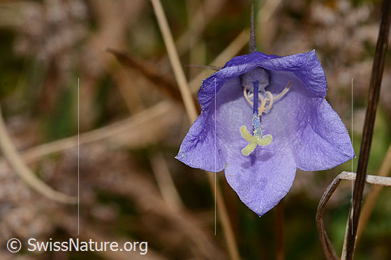 Foto: Rautenblättrige Glockenblume (Campanula rhomboidalis). Blüte. Ansicht von vorne.