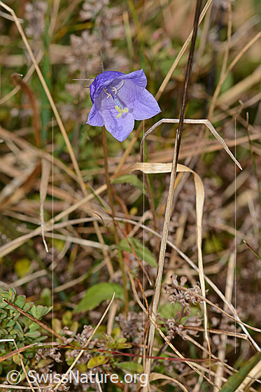 Foto: Rautenblättrige Glockenblume (Campanula rhomboidalis). Ganze Pflanze (Habitus).