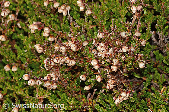 Foto: Besenheide (Calluna vulgaris). Verblühte Blüten.
