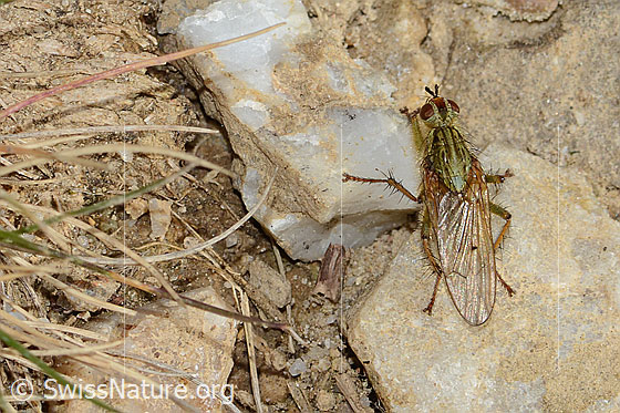 Foto: Gelbe Dungfliege (Scathophaga stercoraria). Länge 5 - 10mm. Männchen. Ansicht von oben.