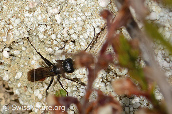 Photo: Probably Anoplius infuscatus. Length 7mm. View from above.