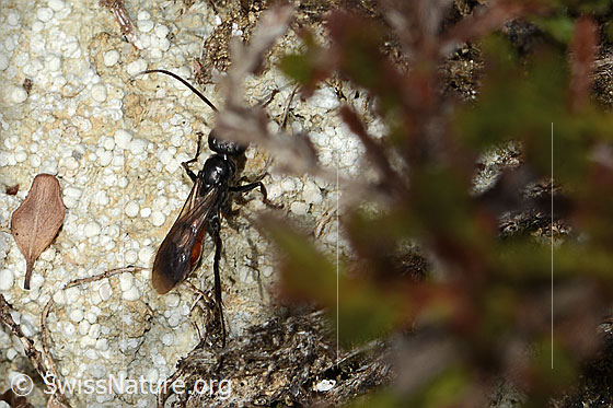 Photo: Probably Anoplius infuscatus. Length 7mm. View from above.