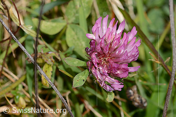 Rot-Klee (Trifolium pratense)